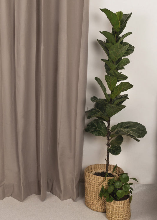 Room Darkening - Solid Walnut Grey Cotton Plain Curtain