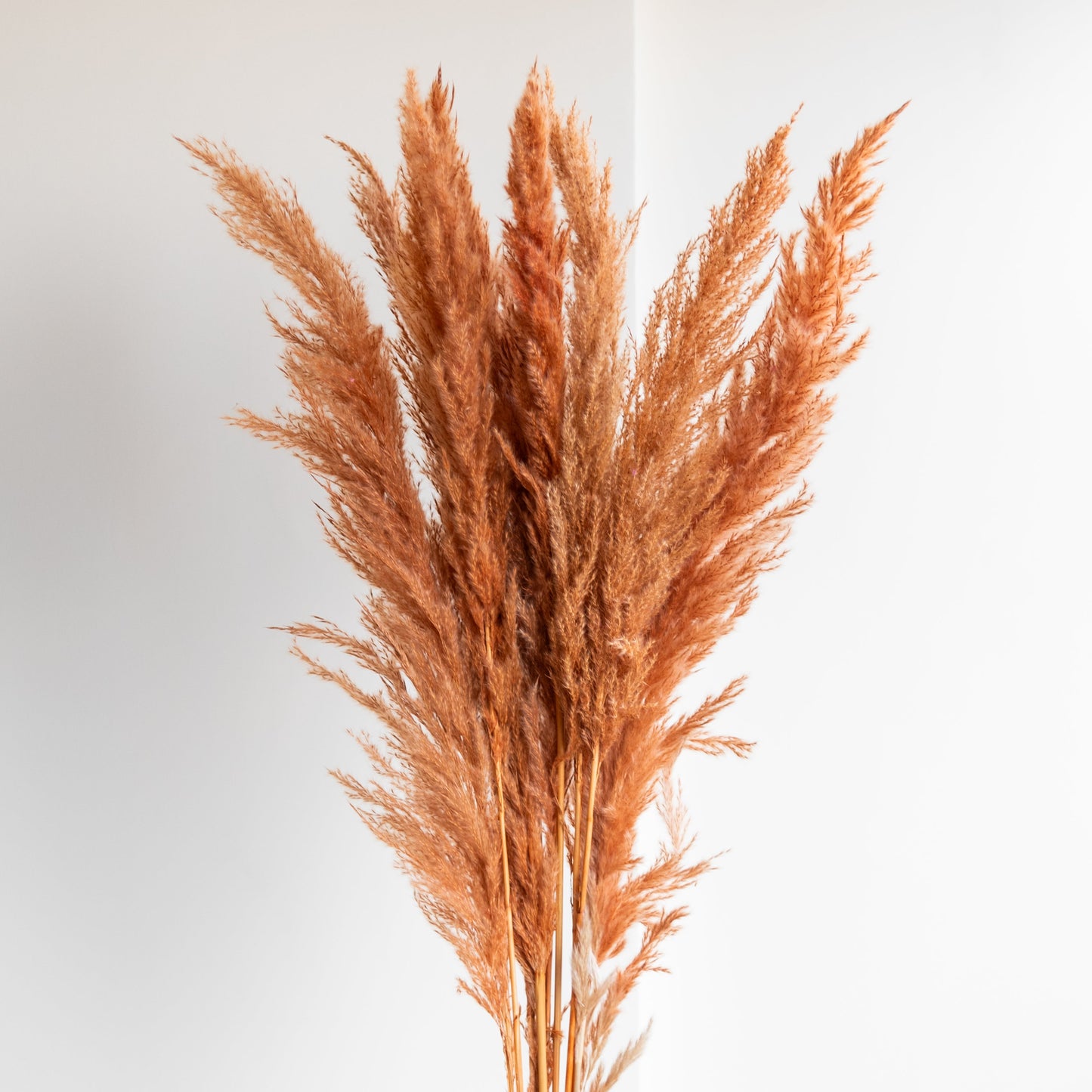 Honey Colour Glow Pampas Grass (Pack of 10 Sticks)