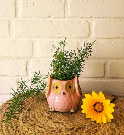 Ceramic Owl Planter