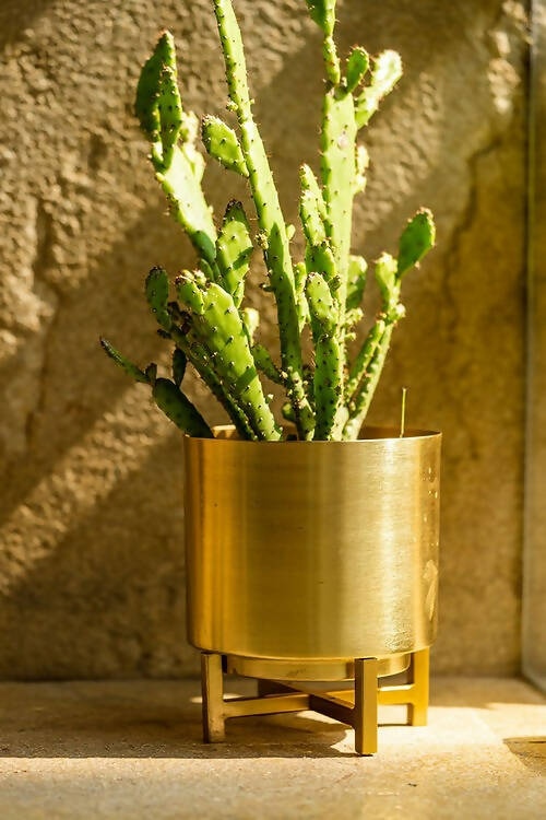 Planter Gold with Gold Stand